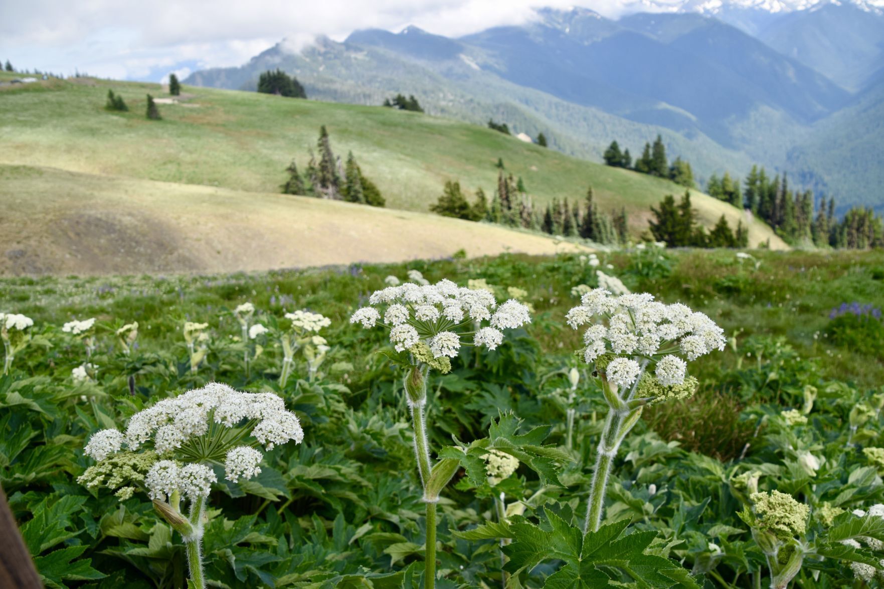 Travel story on Washington state